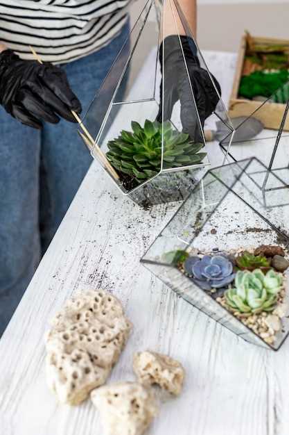 Шаги создания сочного террариума для миниатюрного сада