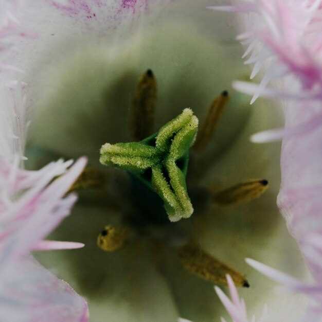 Комнатные цветы, избавляющие от насекомых