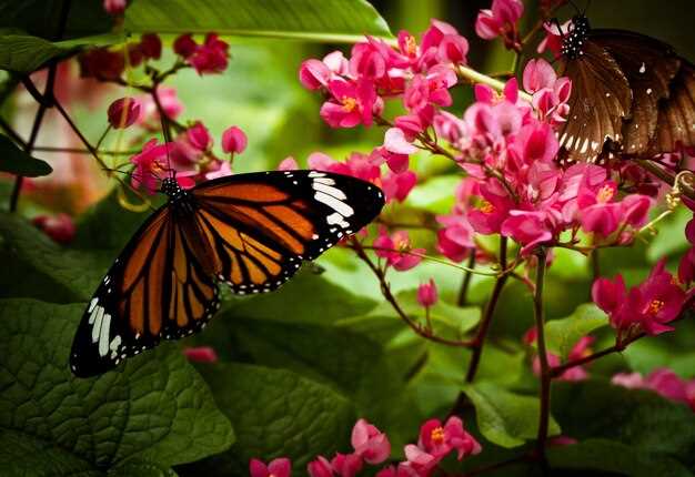 Почему комнатные цветы привлекают бабочек