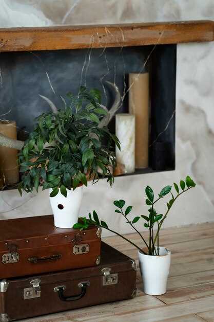 Как выбрать подходящие сочные растения для декорирования помещений?