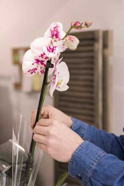 Основные принципы ухода за орхидеями в помещении